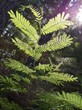 Junge Mimose im Sonnenlicht