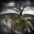lonely old tree
