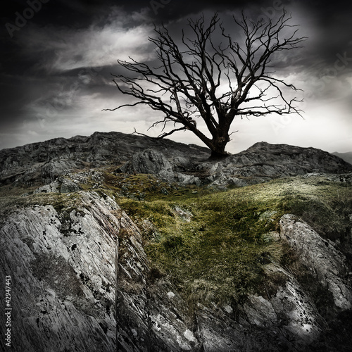 Foto: lonely old tree lonely old tree