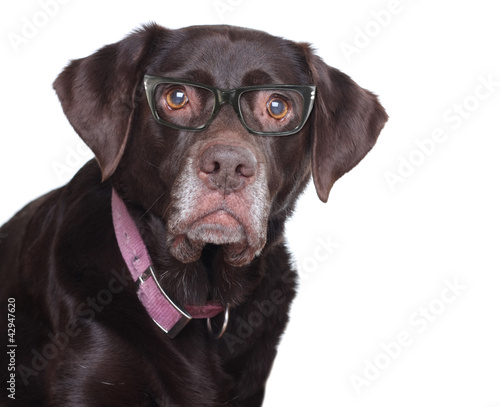 Photo: Labradro retriever in glasses. Labradro retriever in glasses.
