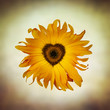 heart sunflower