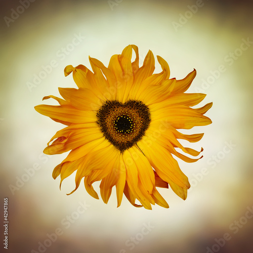 Photo: heart sunflower heart sunflower