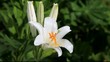 Madonna lily