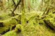 Virgin Rainforest Wilderness O...