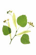 Lindenblüten (Tilia)