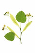 Lindenblüten (Tilia)