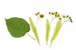 Lindenblüten (Tilia)