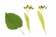 Lindenblüten (Tilia)