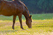 Photo: A wild horse head profile portrait A wild horse head profile portrait