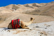 A camel in the desert
