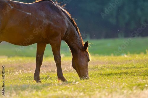 Photo: A wild horse head profile portrait A wild horse head profile portrait