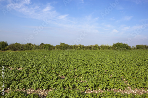 Photo: potato field background potato field background