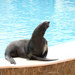 Performing seal