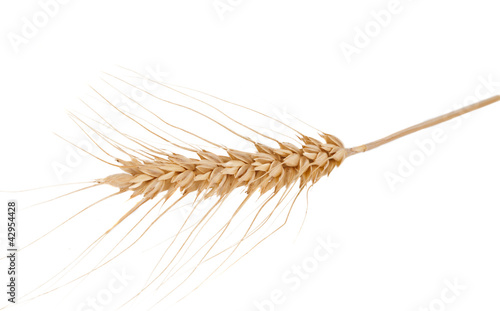 Foto: ear of wheat isolated ear of wheat isolated