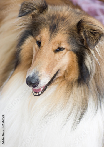 Photo: Tan and white Shetland Sheepdog Tan and white Shetland Sheepdog