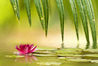 Foto: giardino acquatico con ninfea giardino acquatico con ninfea