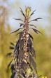 Motherwort (Leonurus cardiaca)