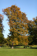 canvas print picture - English garden in Munich