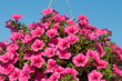 Petunien - Petunia