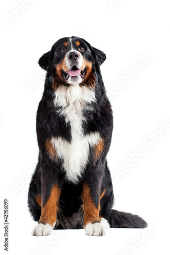 Photo: Bernese mountain dog Bernese mountain dog