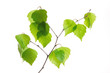 Birch Twig Birch Twig