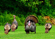 Wild Turkey