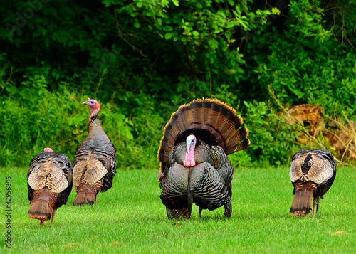 Photo: Wild Turkey Wild Turkey