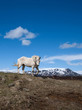 Iceland - horse