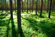 pine trees with shadows in evening light