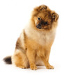 German Spitz dog on white background