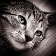 Baby cat
