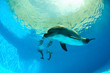 Foto: Dolphins under water Dolphins under water