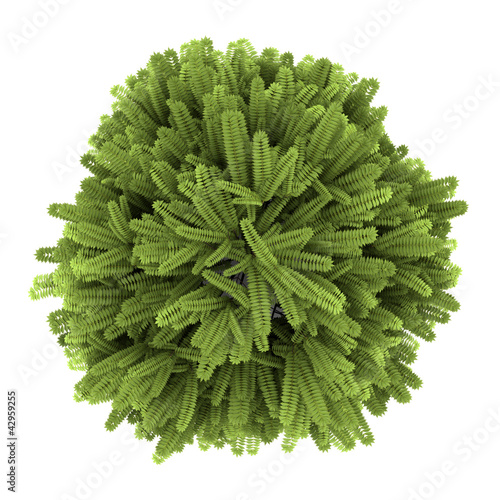 Photo: top view of staghorn sumac bush isolated on white background top view of staghorn sumac bush isolated on white background