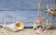 Urlaubserinnerung: Nautilus, Seesterne und Strandgut