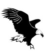 Vector: eagle on a white background eagle on a white background