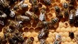 Video: Work of the bees in hive Work of the bees in hive