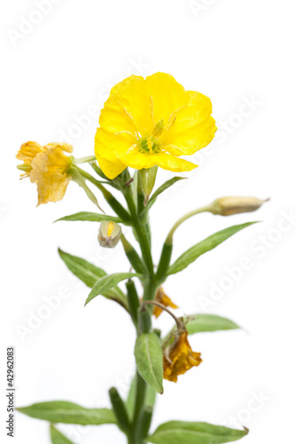 Foto: Nachtkerze (Oenothera biennis) vor weiß Nachtkerze (Oenothera biennis) vor weiß