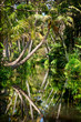 Backwater in jungle