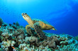 Hawksbill Turtle