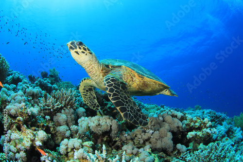 Photo: Hawksbill Turtle Hawksbill Turtle