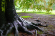 Oak tree after rain