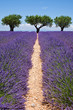 Photo: Chemin de la lavande Chemin de la lavande