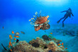 Diving in the Red Sea