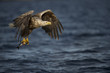 White-tailed Eagle hunting