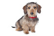 Wire-haired Dachshund