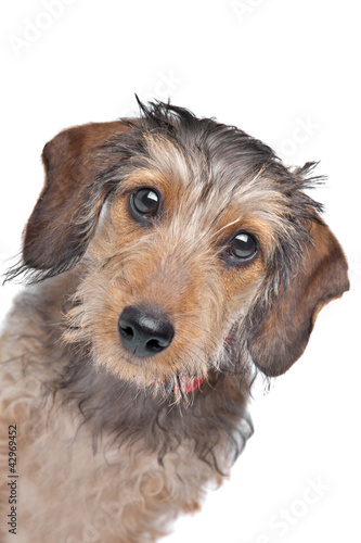 Foto: Wire-haired Dachshund Wire-haired Dachshund