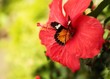 Hibiscus mit Schmetterling