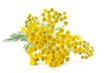 rainfarn- Tanacetum vulgare