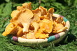 chanterelles