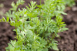 Linsen Pflanze (Lens culinaris)